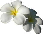 Pua Flower